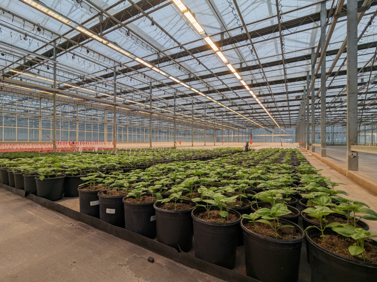 Industrial greenhouse